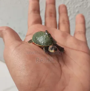 টার্টল লাগলা জানাবন