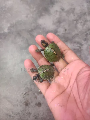 টার্টল লাগলা জানাবন
