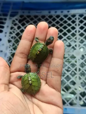 টার্টল লাগলা জানাবন
