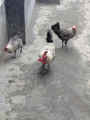 মিশরী ফাওমি