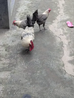 মিশরী ফাওমি