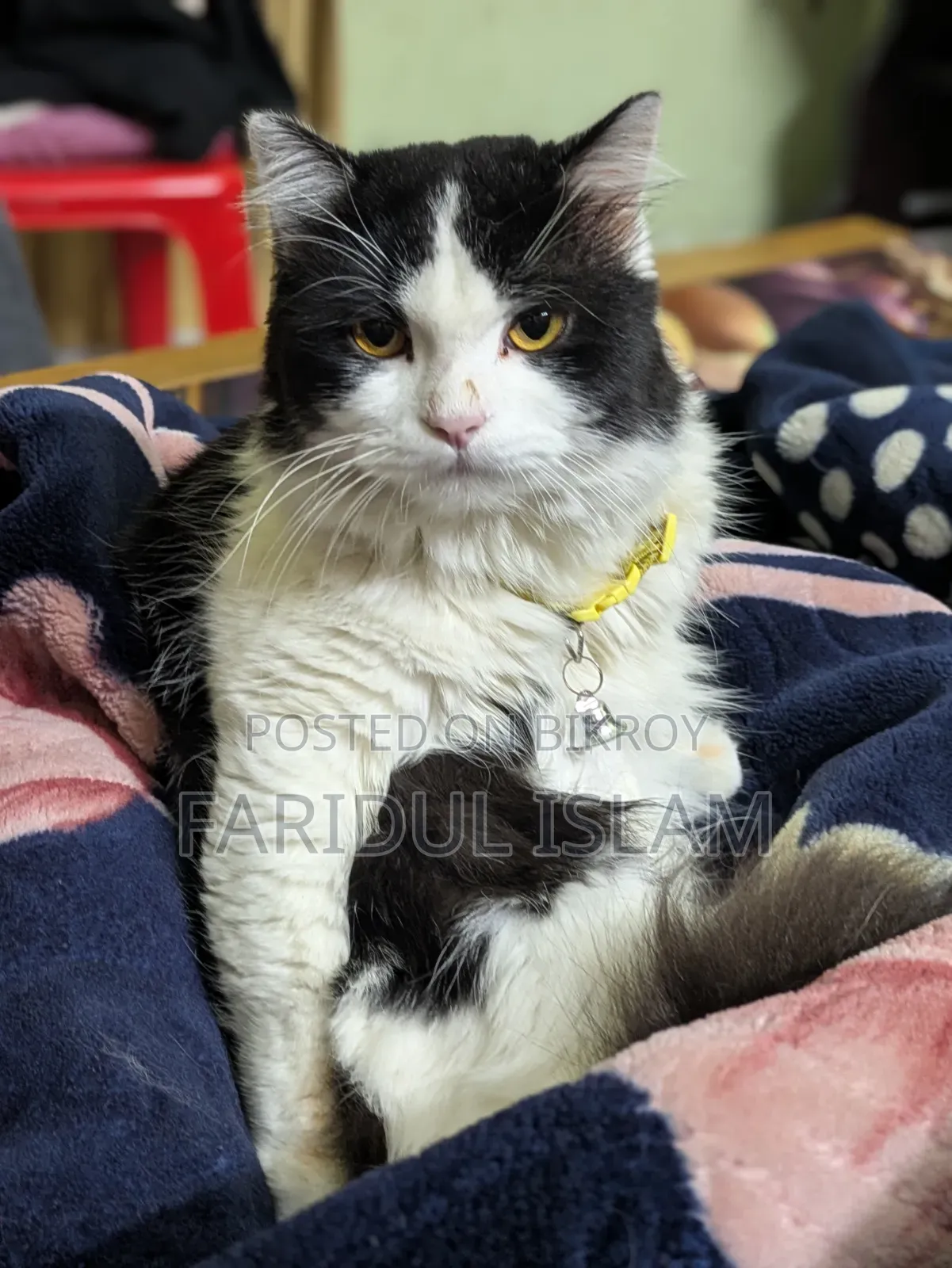 1-3 Months Male Purebred Persian
