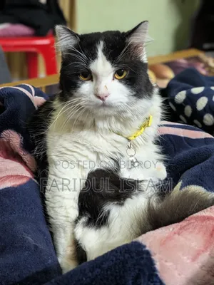 1-3 Months Male Purebred Persian