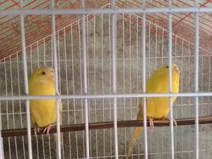 ভালো মানের বাজিগার পাখি