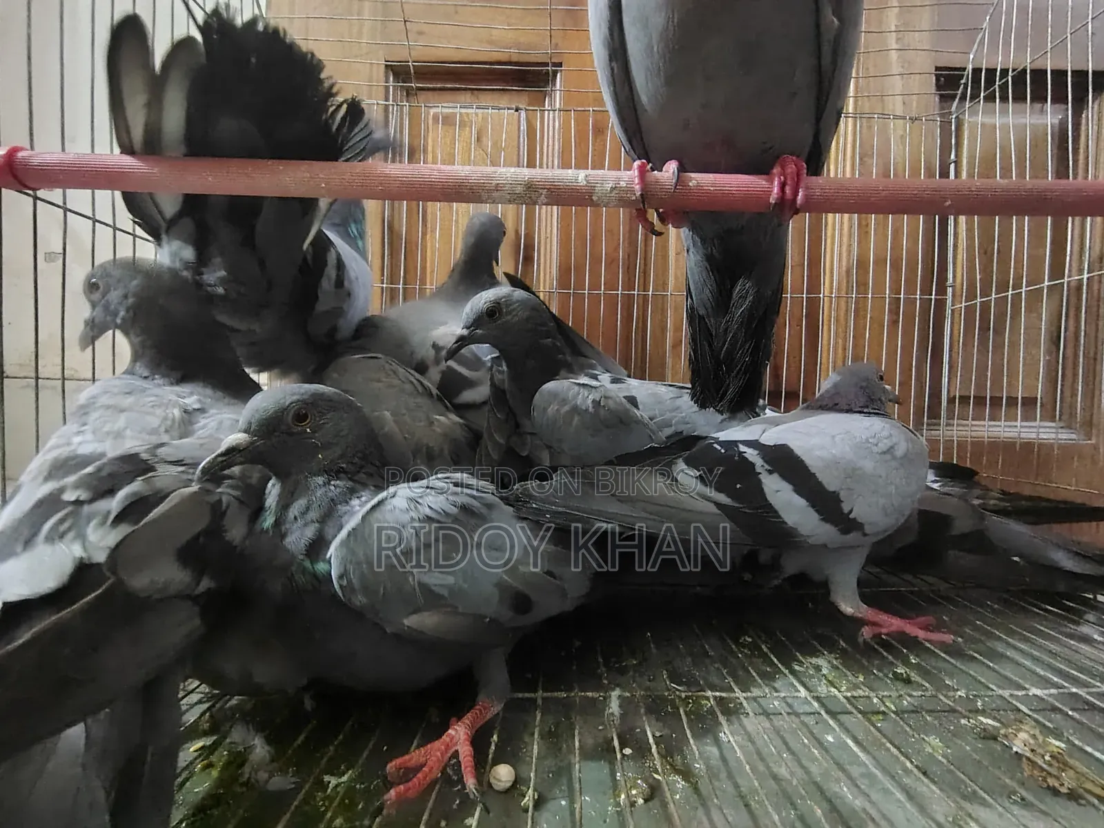 Wild Jalali Pigeon