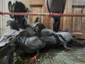 Wild Jalali Pigeon