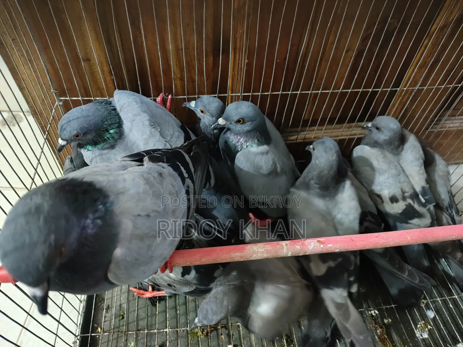 Wild Jalali Pigeon
