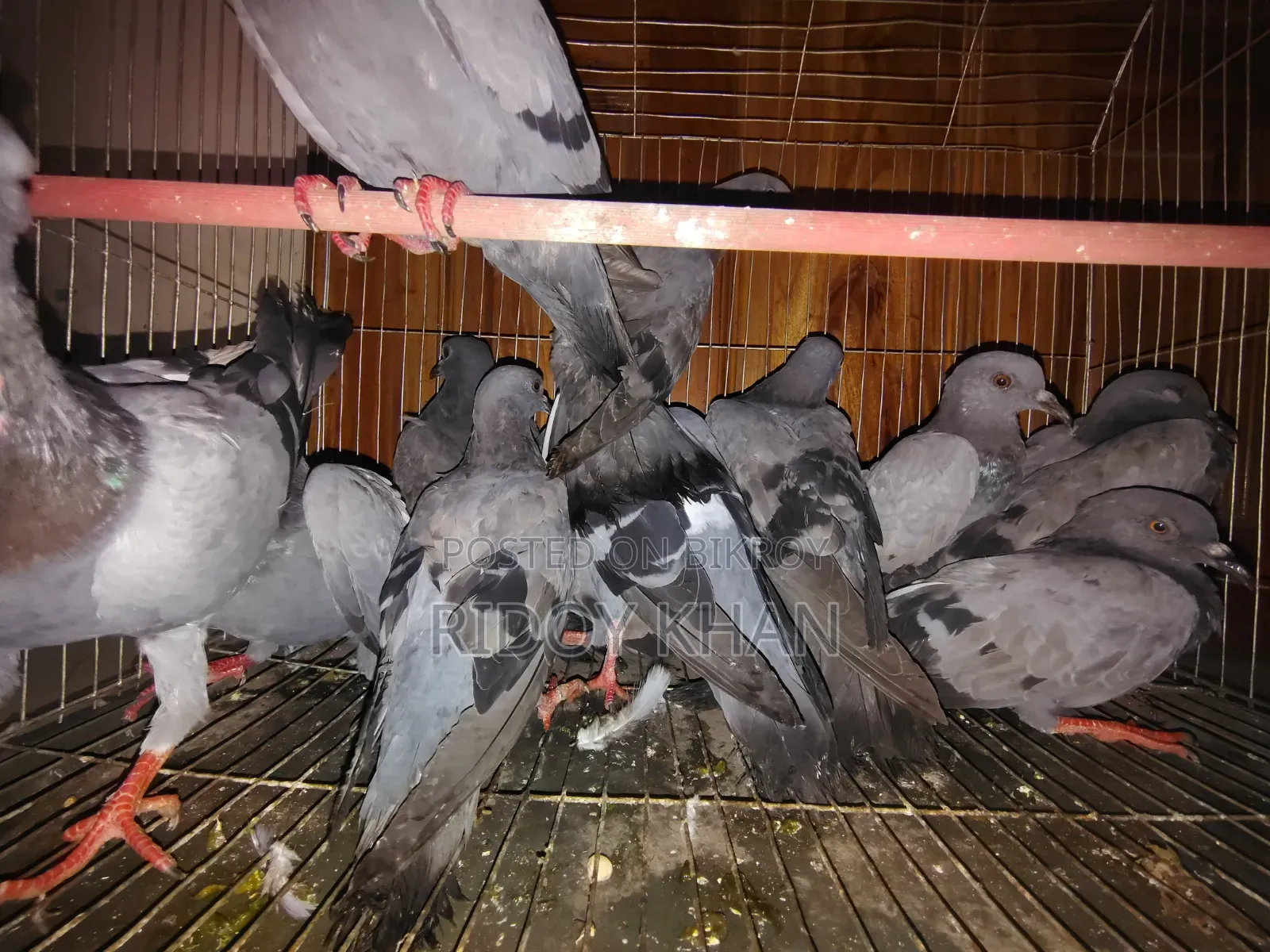 Wild Jalali Pigeon