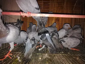 Wild Jalali Pigeon