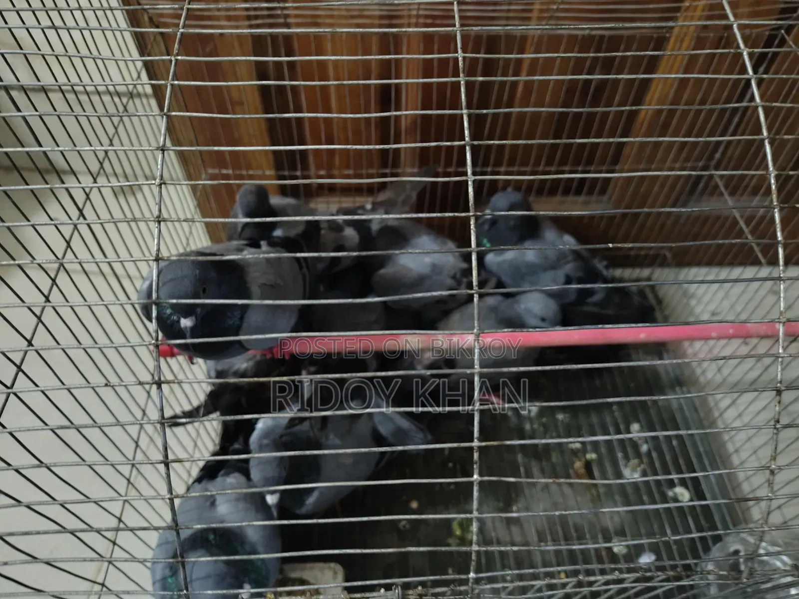 Wild Jalali Pigeon
