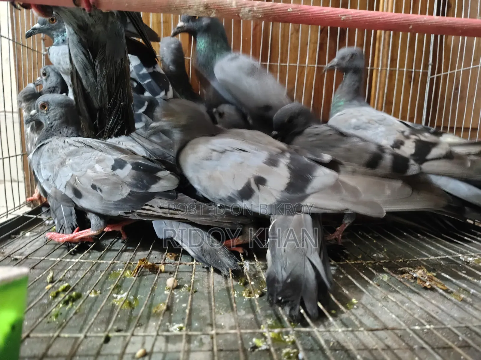 Wild Jalali Pigeon