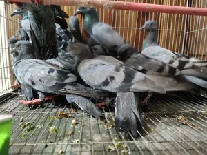 Wild Jalali Pigeon