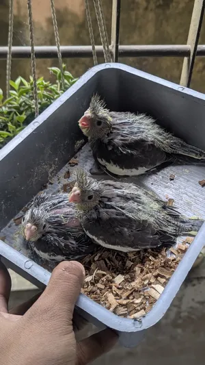 Cockatiel Baby Tame Size