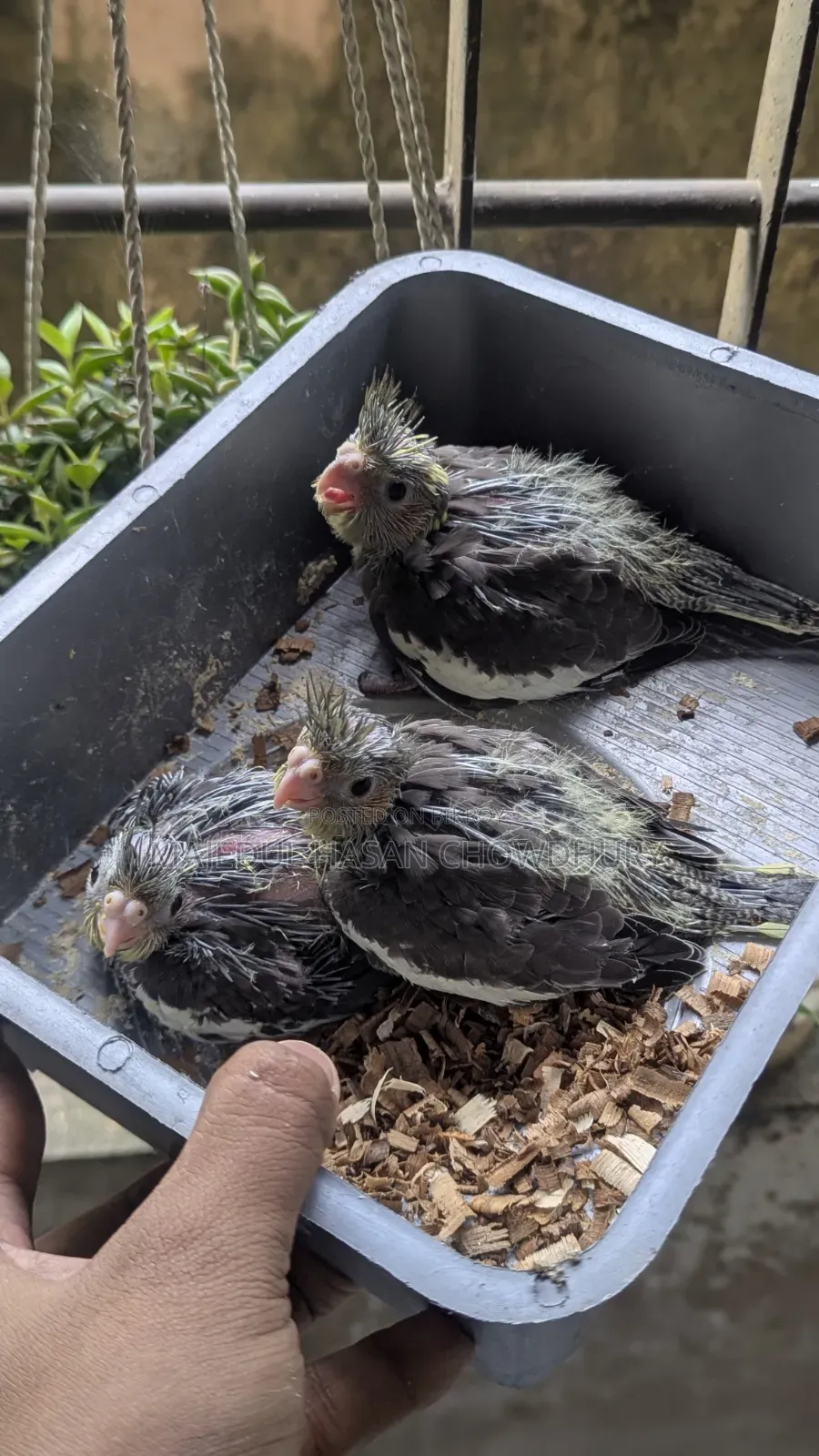 Cockatiel Baby Tame Size