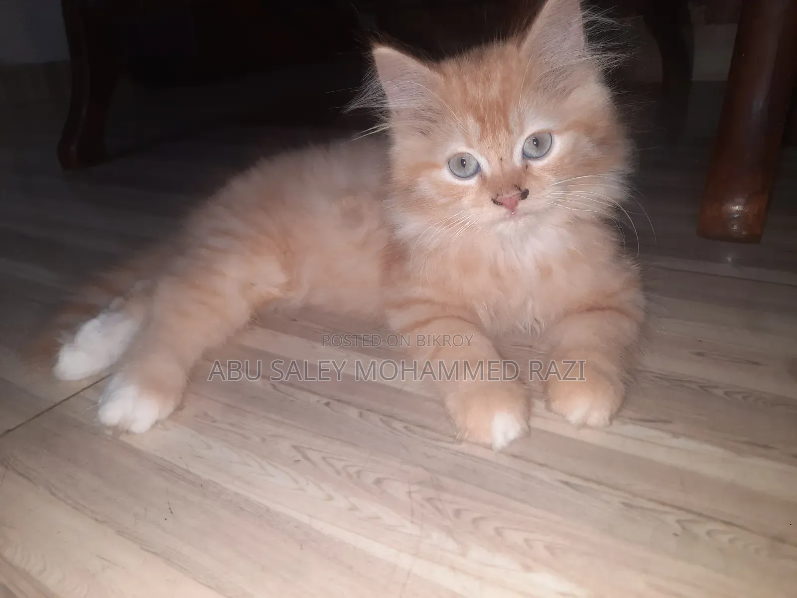 1-3 Months Female Purebred Persian Kitten