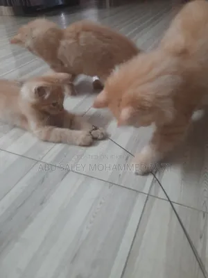 1-3 Months Female Purebred Persian Kitten