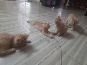 1-3 Months Female Purebred Persian Kitten