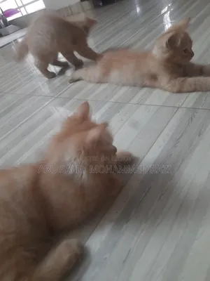 1-3 Months Female Purebred Persian Kitten