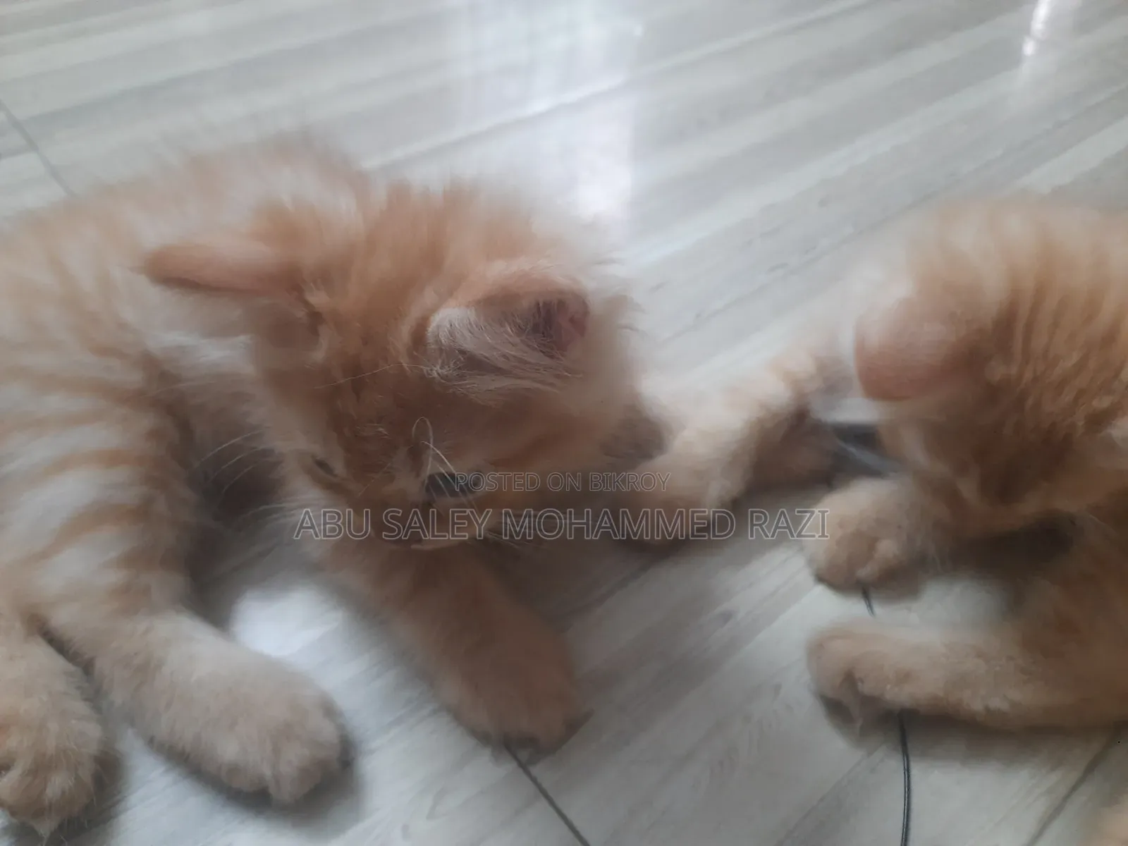 1-3 Months Female Purebred Persian Kitten