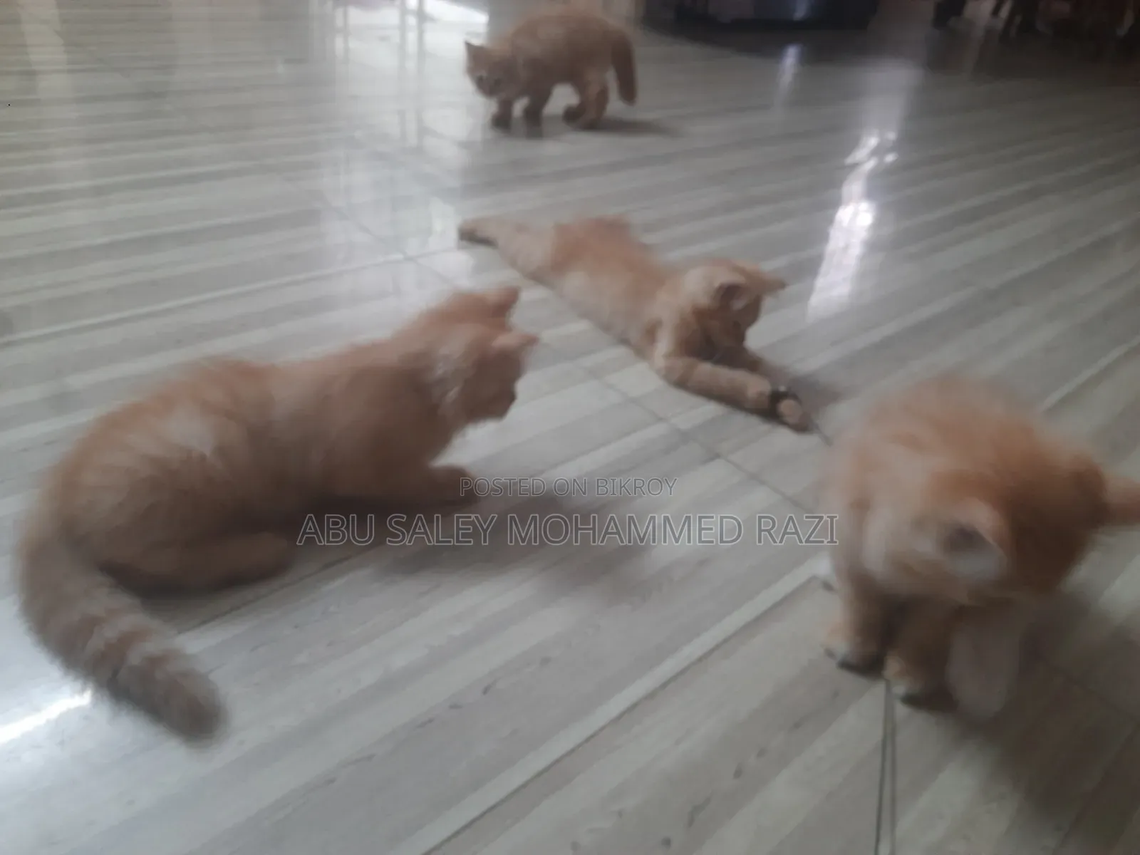1-3 Months Female Purebred Persian Kitten
