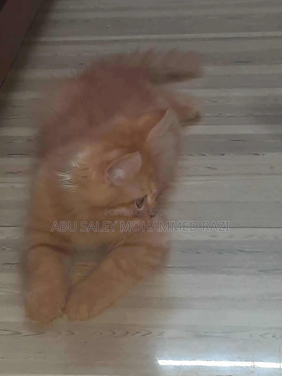 1-3 Months Female Purebred Persian Kitten