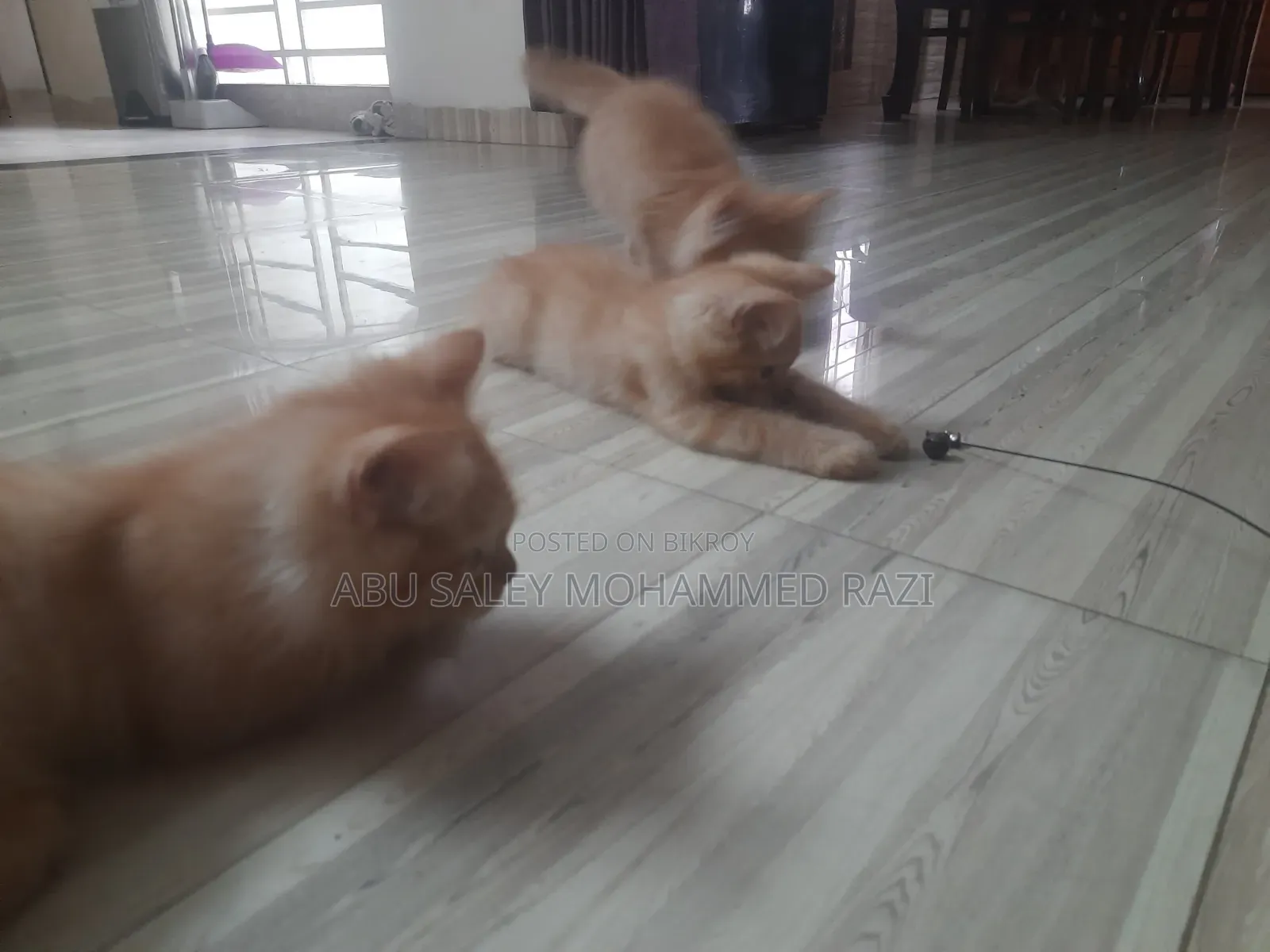 1-3 Months Female Purebred Persian Kitten