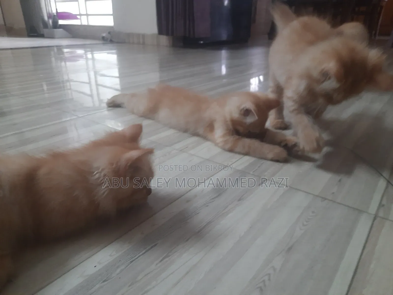 1-3 Months Female Purebred Persian Kitten