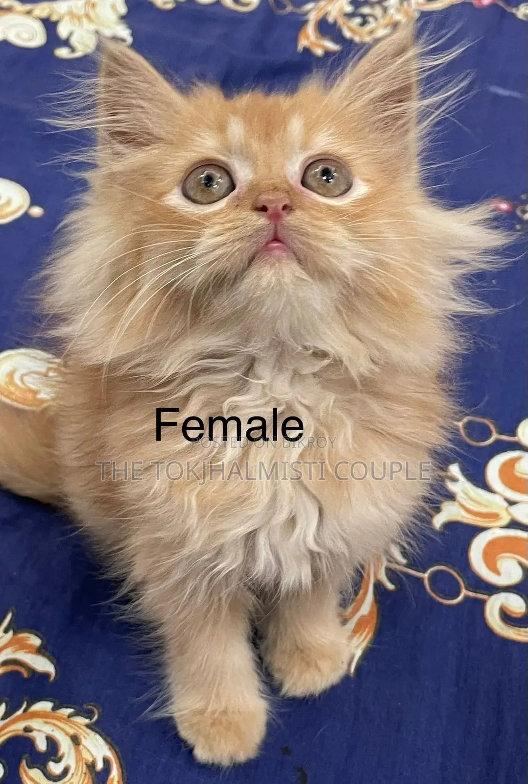 1-3 Months Female Purebred Persian Kitten