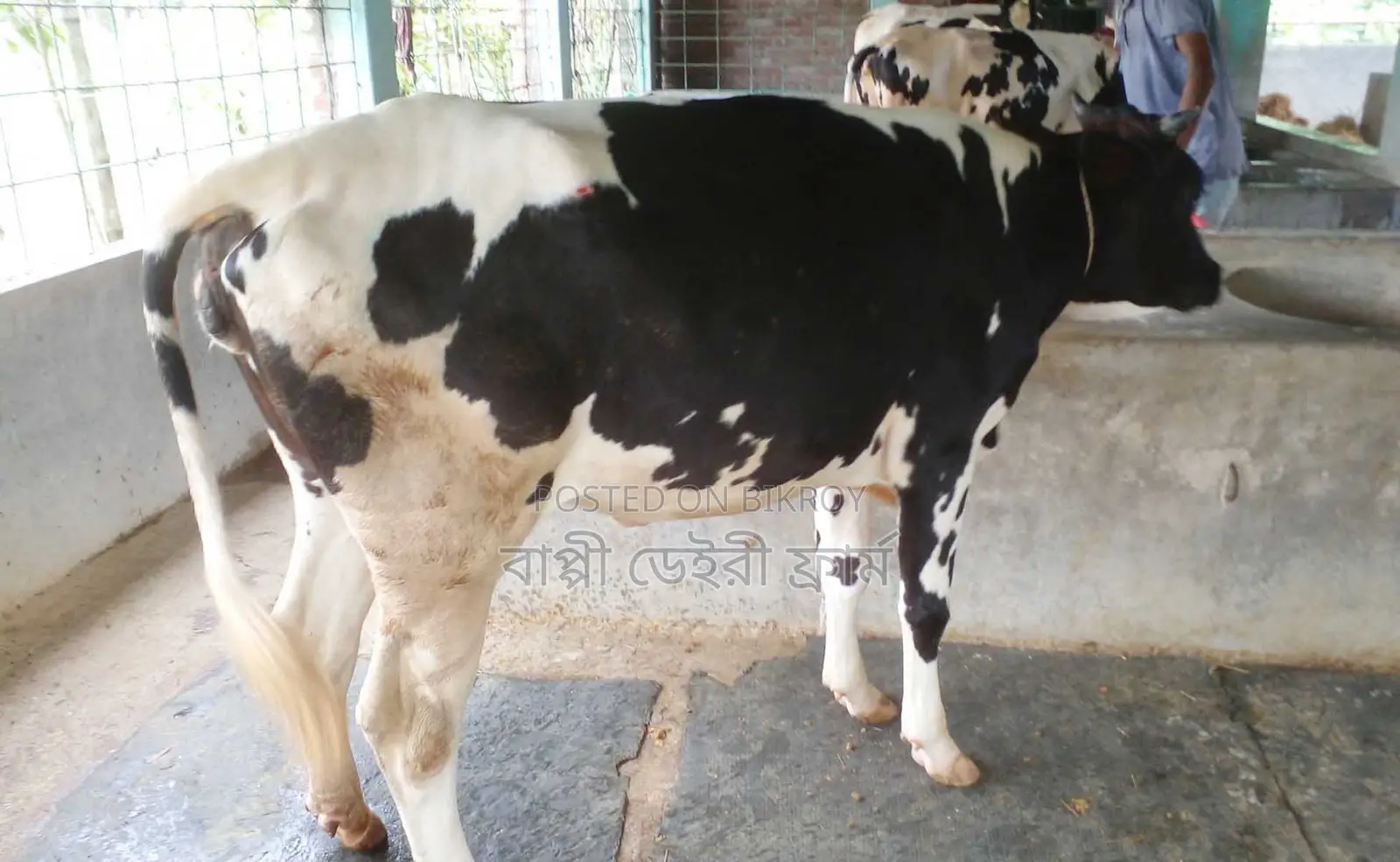 ১৪৩৬নং বকনা বিক্রয় হবে ভালো জাতের।