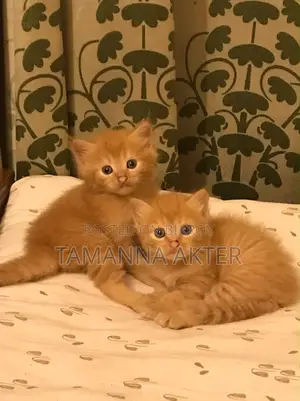 ১-৩ মাস বয়সী মিশ্র জাতের পার্সিয়ান বিড়াল