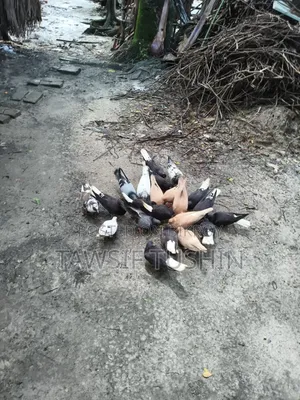 Some Pigeons For Sale