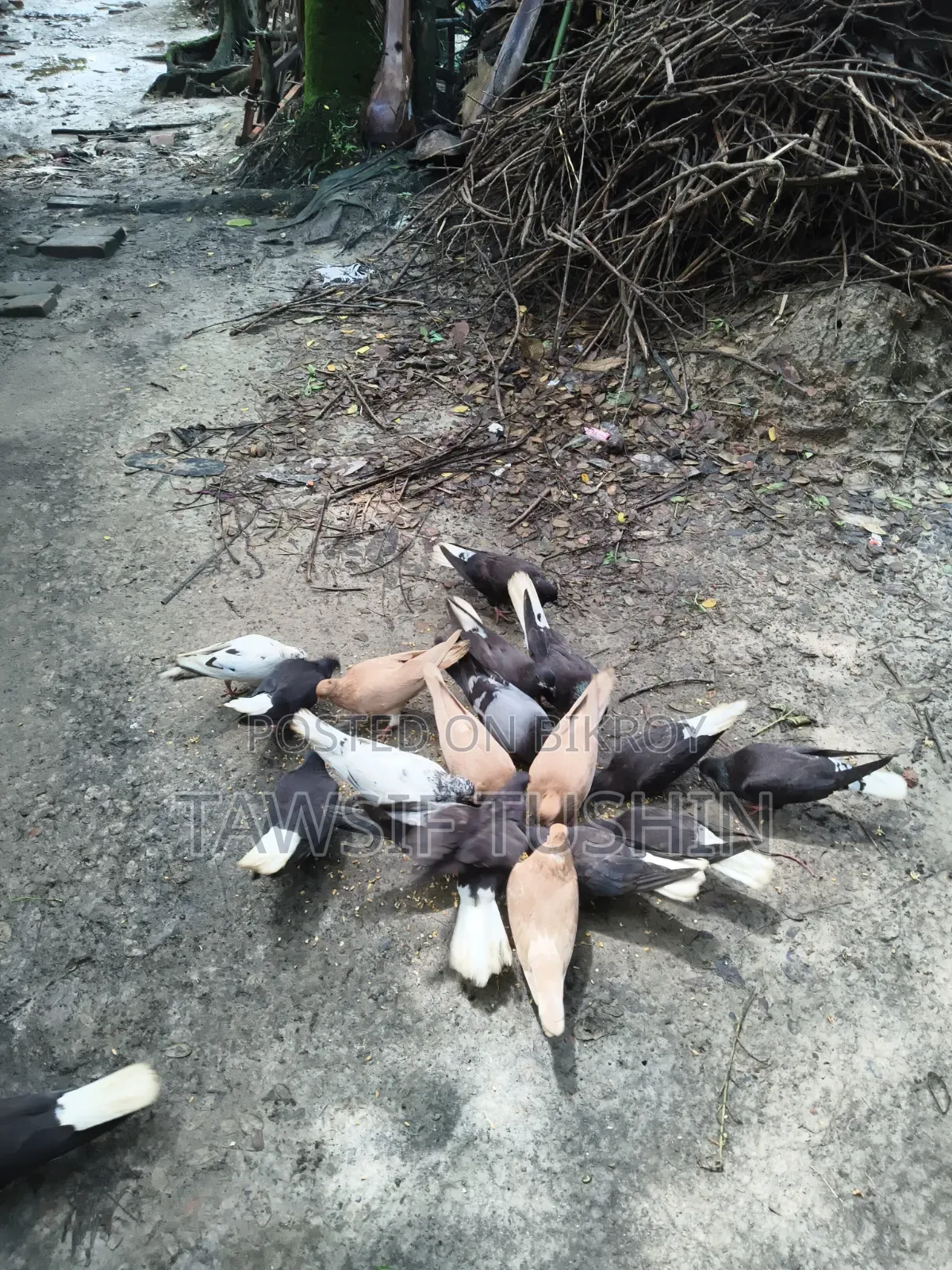 Some Pigeons For Sale