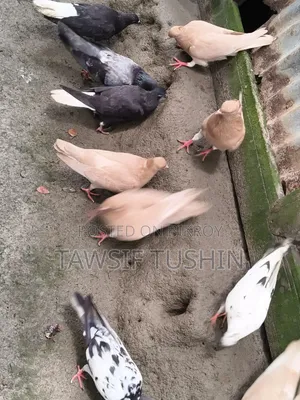 Some Pigeons For Sale