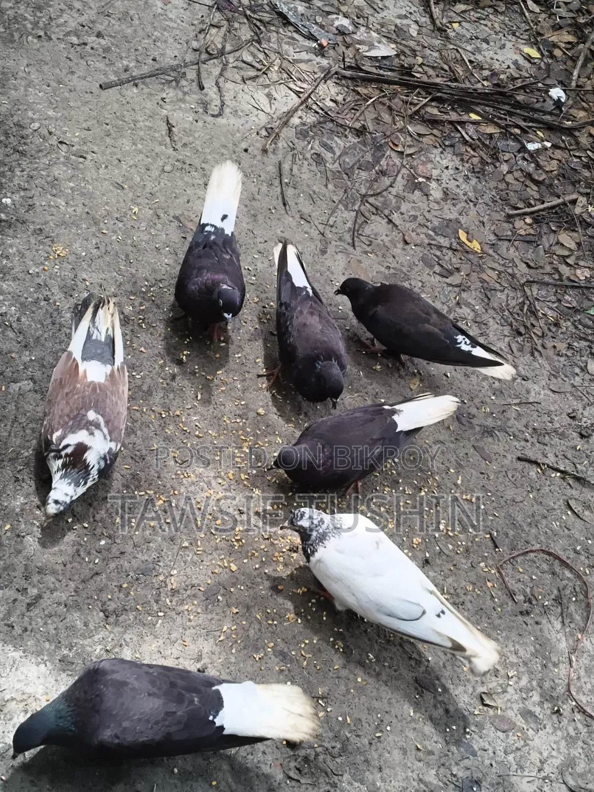 Some Pigeons For Sale