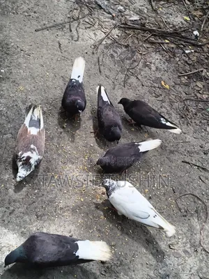Some Pigeons For Sale