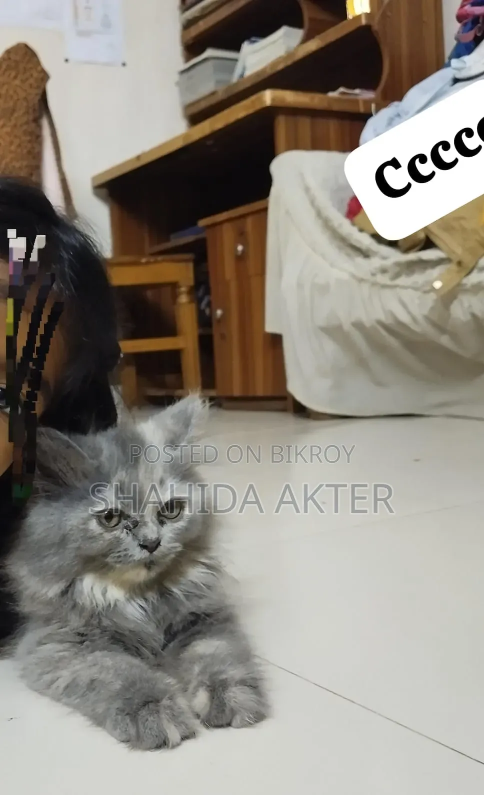 1-3 Months Female Purebred Persian Cat