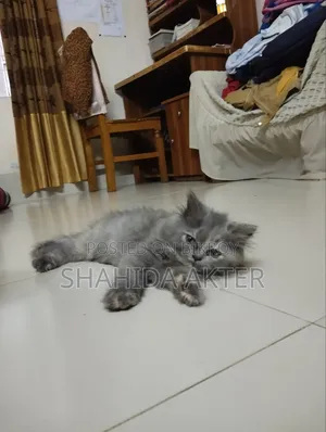 1-3 Months Female Purebred Persian Cat