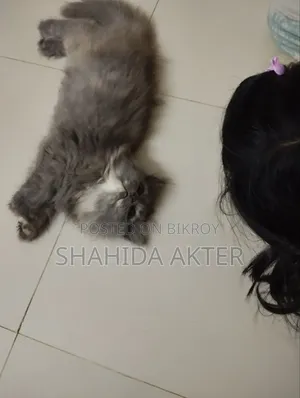 1-3 Months Female Purebred Persian Cat