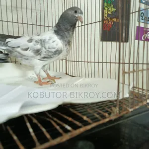 গিরিবাজ বেবি বিক্রয় হবে।