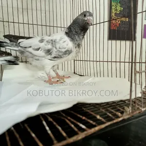 গিরিবাজ বেবি বিক্রয় হবে।
