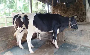 No. 1437 Improved Breed 2 Cows.