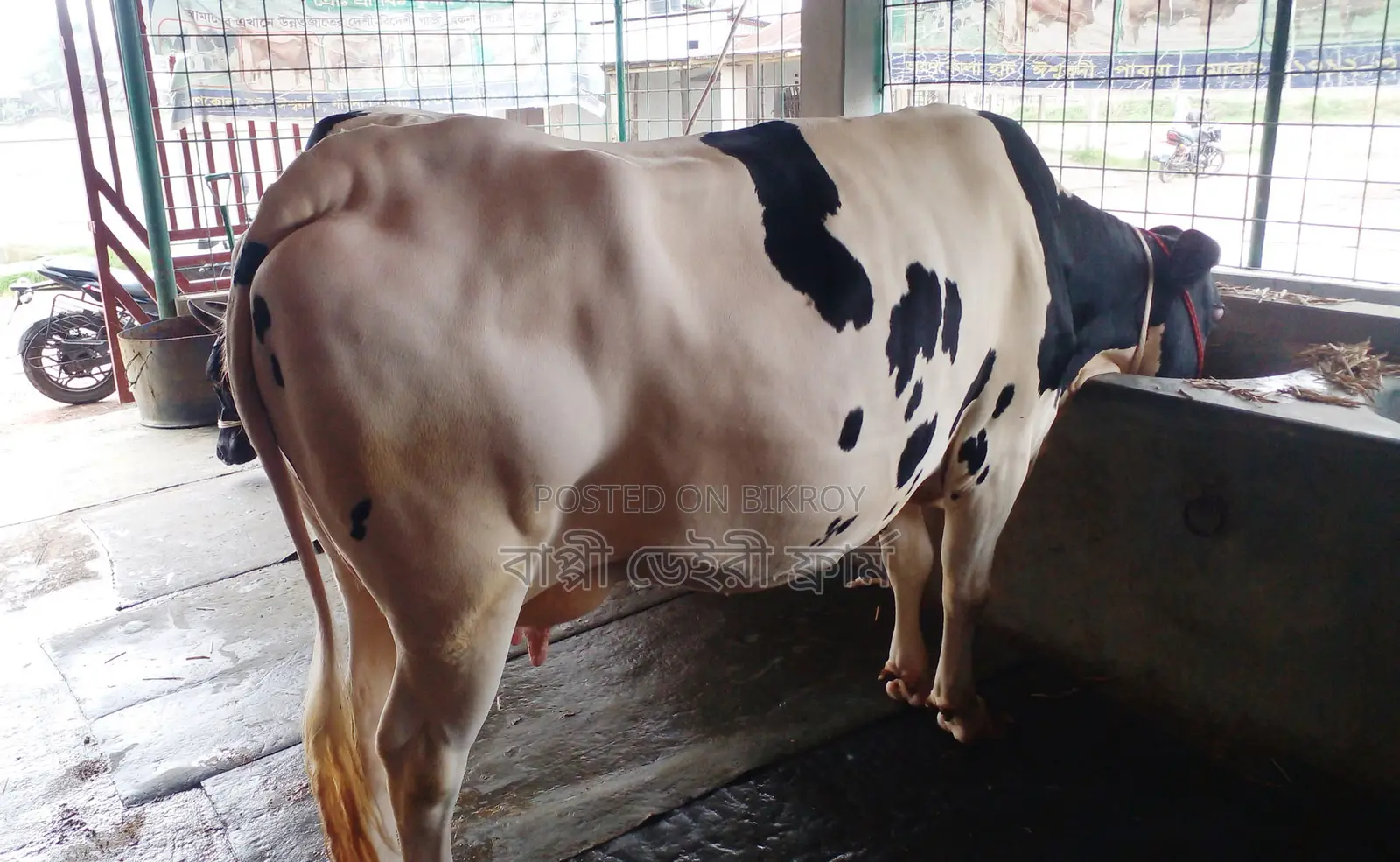 ১৪৩৮নং গাভী গরু বিক্রয় হবে ।