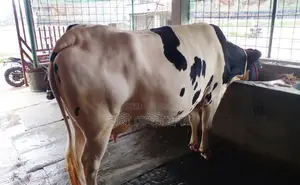 ১৪৩৮নং গাভী গরু বিক্রয় হবে ।