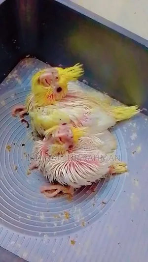ককাটেল টেম সাইজ বেবি