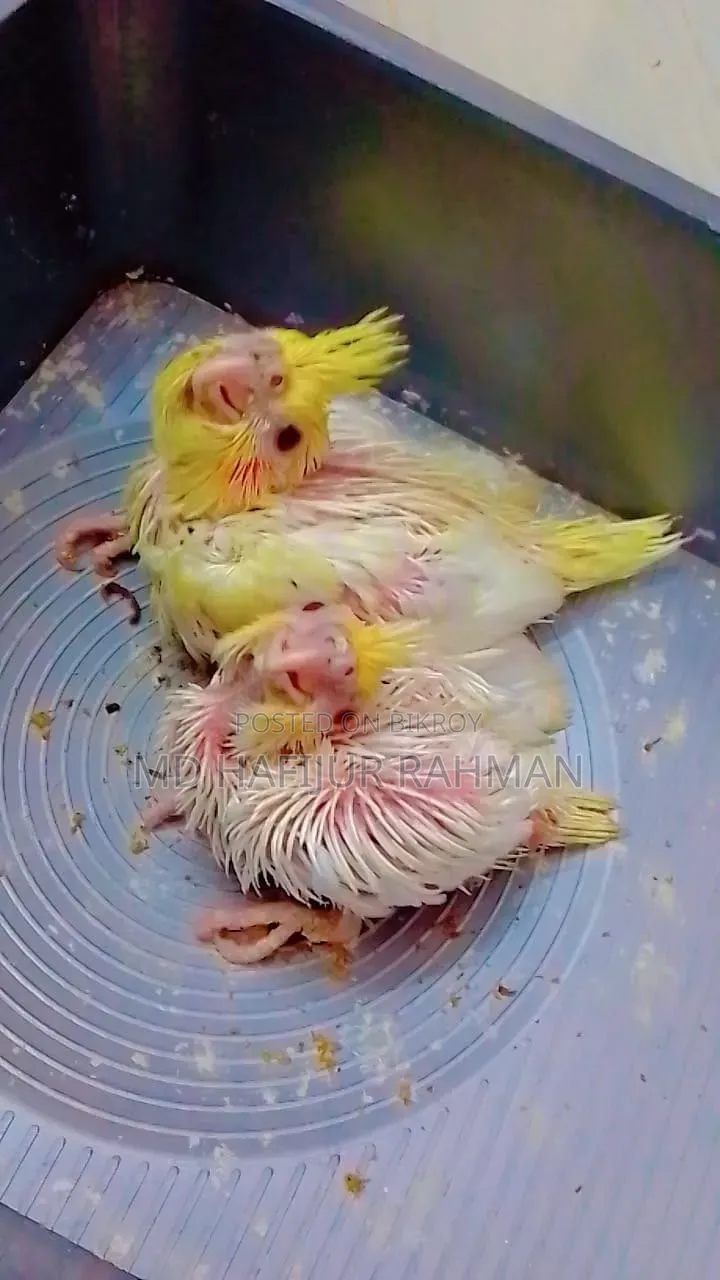 ককাটেল টেম সাইজ বেবি