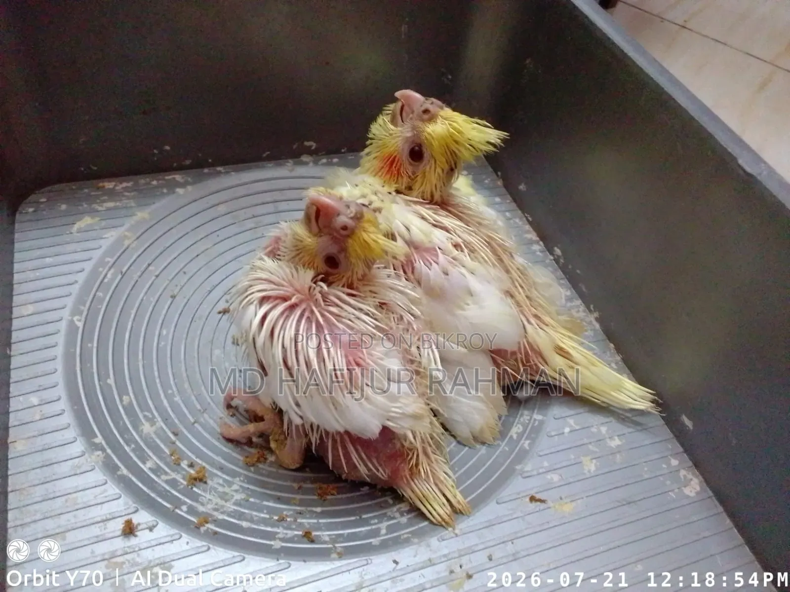 ককাটেল টেম সাইজ বেবি