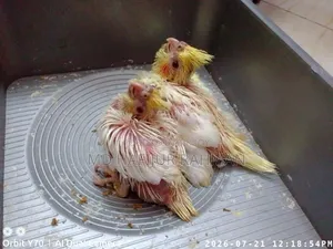 ককাটেল টেম সাইজ বেবি