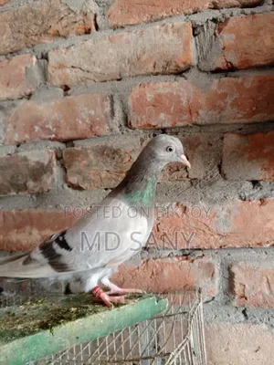 Uda Madi Pigeon New Adult
