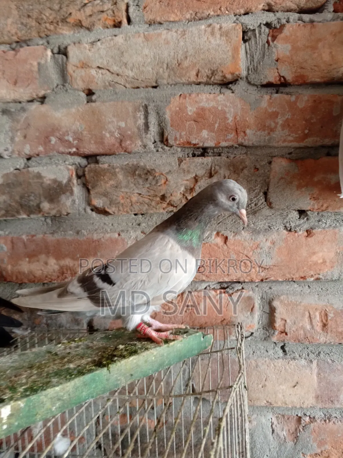 Uda Madi Pigeon New Adult