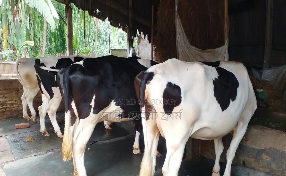 4 high-quality cows of breed number 1439.